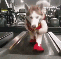 173100wfwanlf8ic4fc4lw.gif