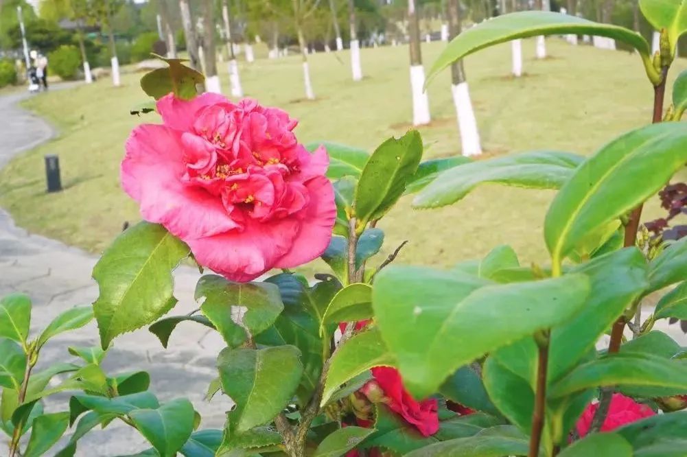 162101d2wptrso967b266b.jpeg