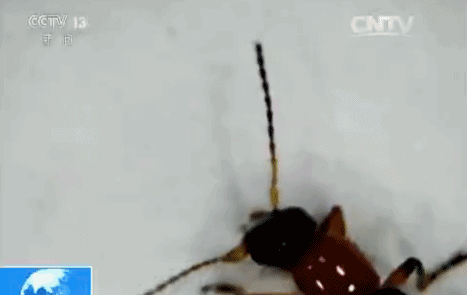 150711bkckprvw4yr6yl4l.gif